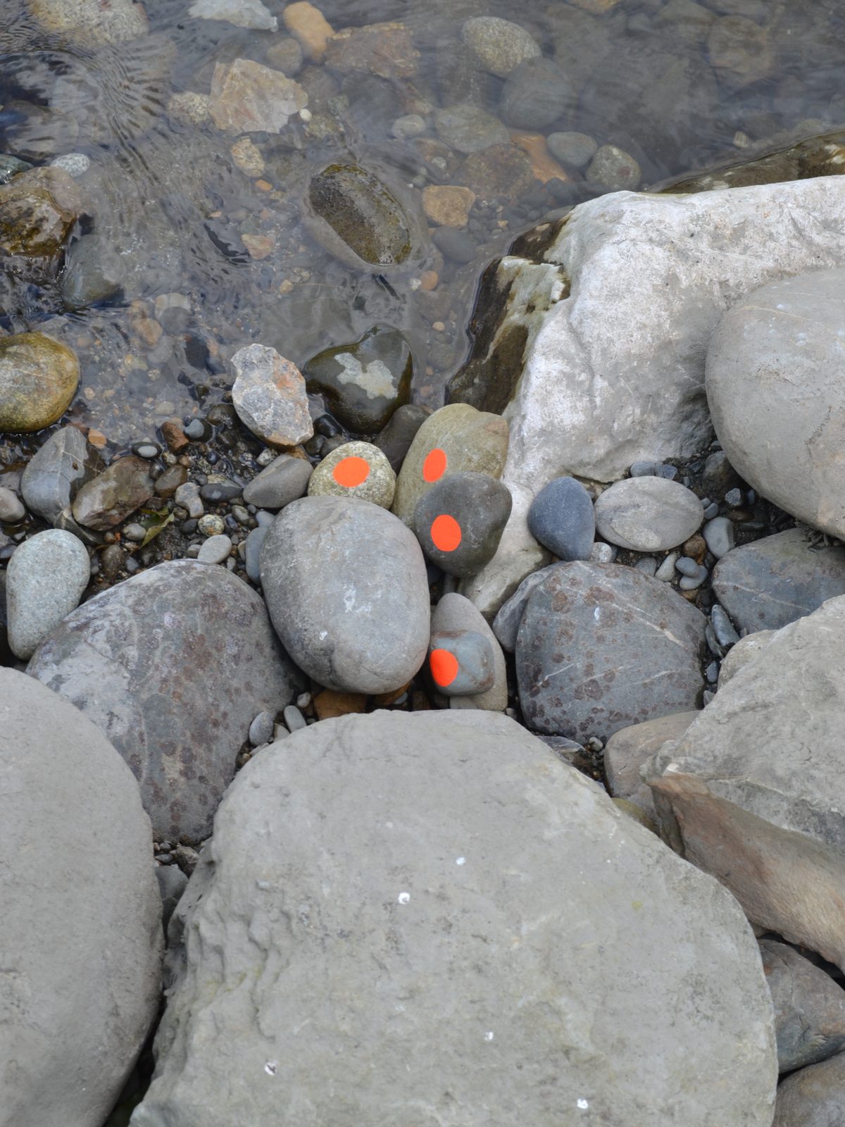 Cailloux marqués d’orange dans le lit du Gave